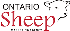 Ontario-Sheep